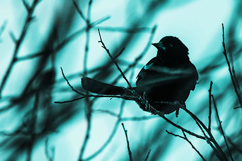Wind Gust Blows Red Winged Blackbird Atop Tree Branch (Cyan Tone Photo)