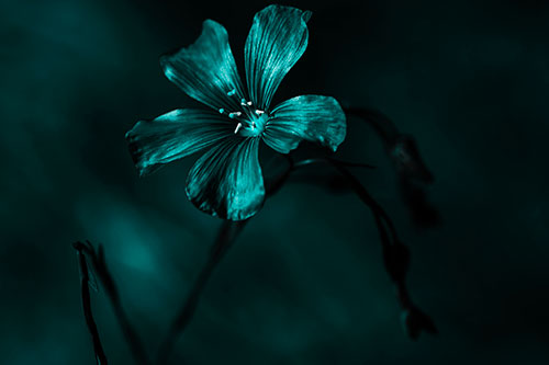 Wind Shaking Flax Flower (Cyan Tone Photo)