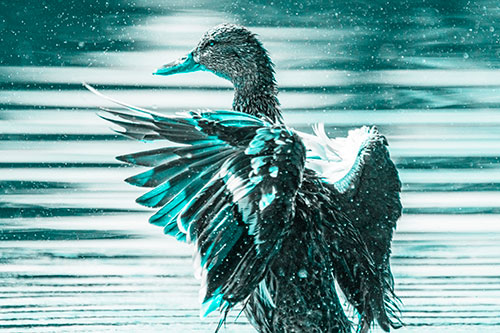 Wing Flapping Mallard Duck Splashing Lake Water (Cyan Tone)