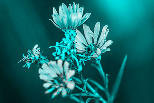 Withering Aster Flowers Decaying Among Sunshine (Cyan Tone Photo)