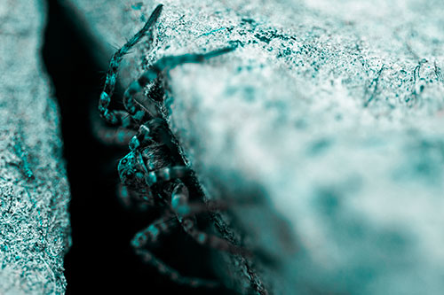 Wolf Spider Peeking Out Rock Crevice (Cyan Tone)