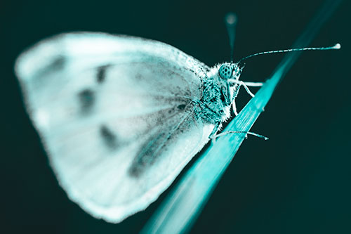 Wood White Butterfly Perched Atop Grass Blade (Cyan Tone Photo)