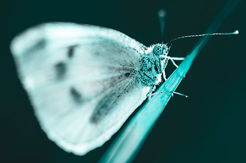 Wood White Butterfly Perched Atop Grass Blade (Cyan Tone)