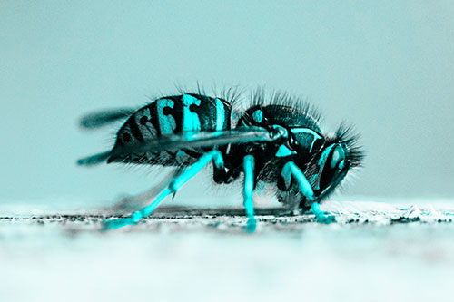 Yellowjacket Wasp Chewing Wood (Cyan Tone)