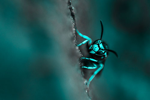 Yellowjacket Wasp Crawling Rock Vertically (Cyan Tone)
