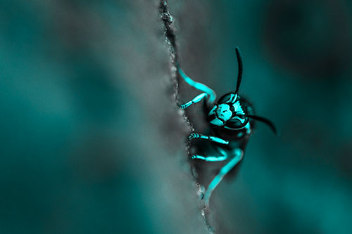 Yellowjacket Wasp Crawling Rock Vertically (Cyan Tone Photo)