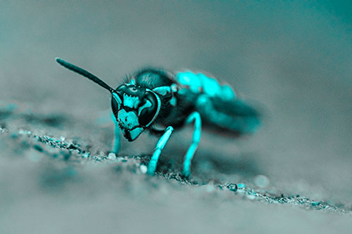 Yellowjacket Wasp Prepares For Flight (Cyan Tone Photo)