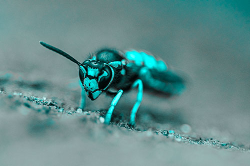 Yellowjacket Wasp Prepares For Flight (Cyan Tone)