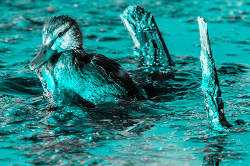 Young Mallard Duckling Playing Among Algae (Cyan Tone)
