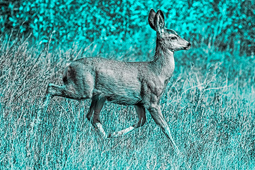 Young Mule Deer Galloping Across Grassland (Cyan Tone)