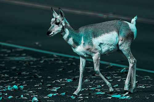 Young Pronghorn Crosses Leaf Covered Road (Cyan Tone Photo)