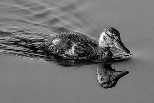 Aging Mallard Duckling Swimming Through Calm Water (Gray)