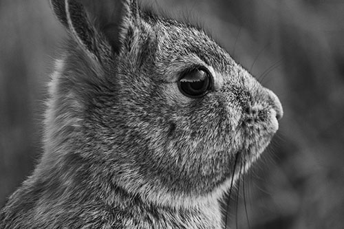 Alert Bunny Rabbit Detects Noise (Gray Photo)