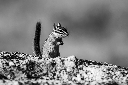 Alert Chipmunk Extending Tail Upwards (Gray Photo)