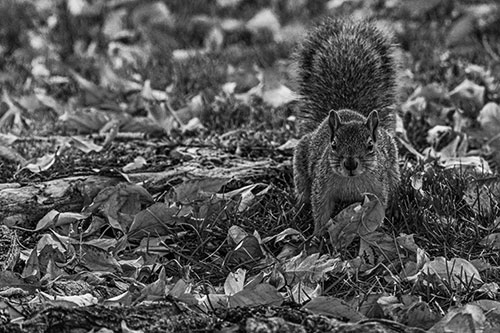 Alert Squirrel Freezes Among Fall Leaves (Gray)