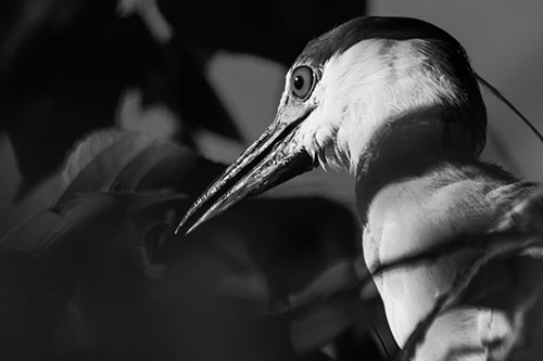 Algae Beak Black Crowned Night Heron (Gray Photo)