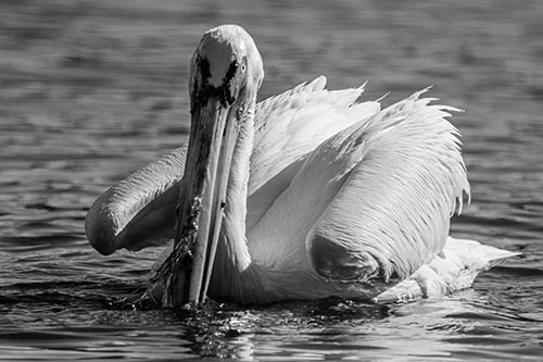 Algae Beaked Pelican Fishes For Salamanders (Gray)