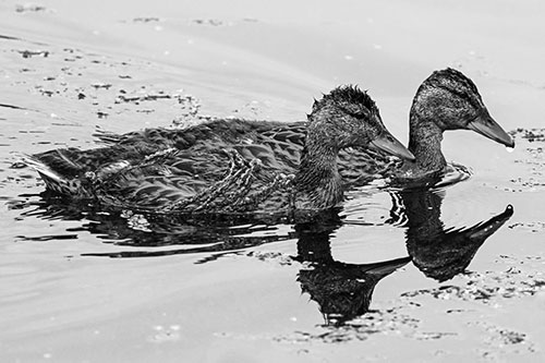 Algae Coated Female Mallard Ducks Swimming In Unison (Gray Photo)