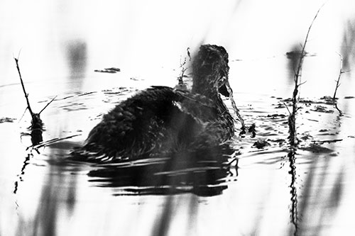 Algae Covered Loch Ness Mallard Monster Duck (Gray Photo)