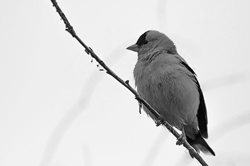 American Goldfinch Perched Along Slanted Branch (Gray Photo)