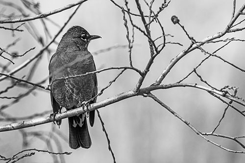 American Robin Looking Sideways Among Twisting Tree Branches (Gray Photo)