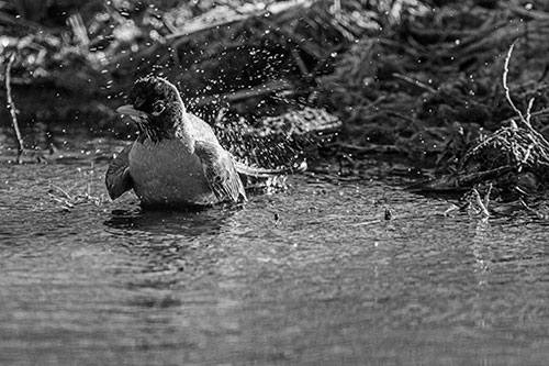 American Robin Splashing River Water (Gray Photo)