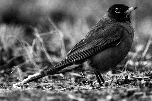 American Robin Standing Strong Among Dead Leaves (Gray Photo)