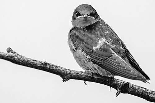 Angry Barn Swallow Looking Backwards (Gray)
