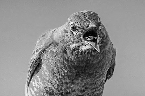Angry Faced American Robin Screaming (Gray)