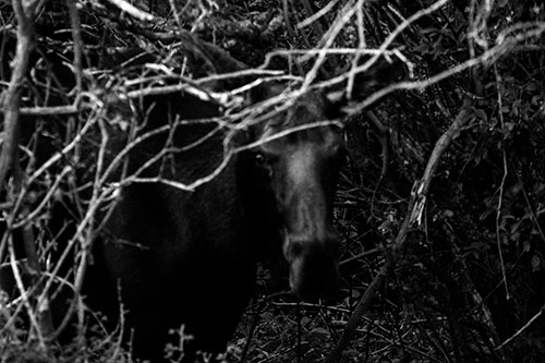 Angry Faced Moose Behind Tree Branches (Gray Photo)