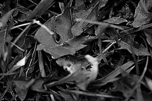 Angry Rotting Triangular Leaf Face (Gray)