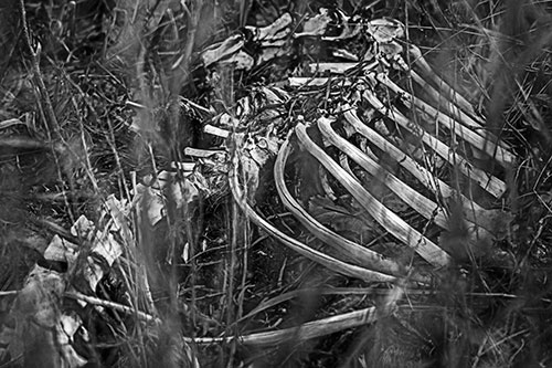 Animal Skeleton Remains Resting Beyond Plants (Gray Photo)
