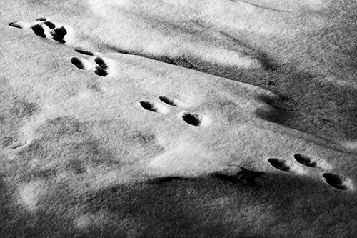 Animal Snow Footprint Trail (Gray Photo)
