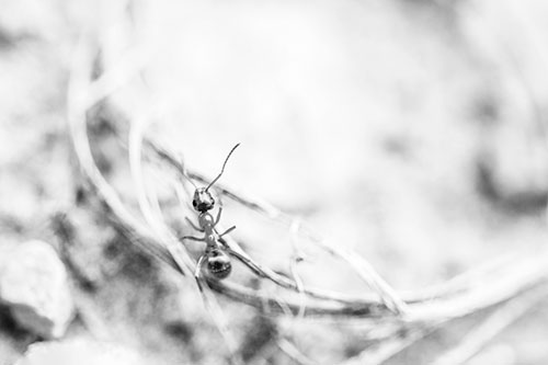 Ant Celebrating On A Curved Stick (Gray Photo)