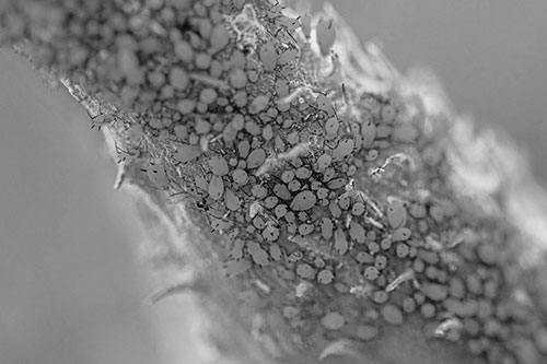 Aphid Colony Gathered Among Milkweed Stem (Gray)