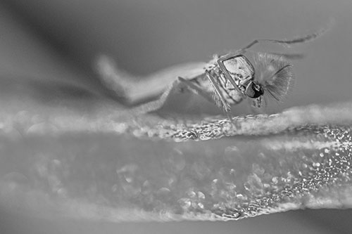 Arm Raising Midge Fly Standing Among Leaf (Gray)