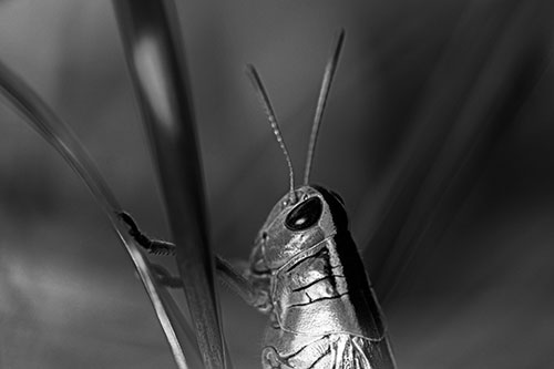 Arm Resting Grasshopper Watches Surroundings (Gray Photo)