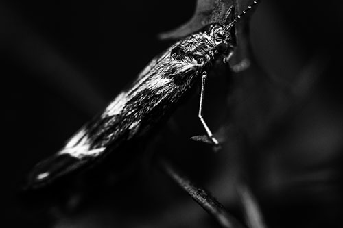 Arm Resting Leaf Blotch Miner Moth (Gray Photo)