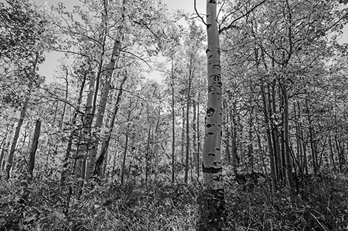 Aspen Trees Illuminate Among Sunshine (Gray Photo)