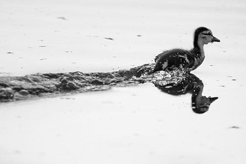 Baby Mallard Duckling Running Across Lake Water (Gray Photo)