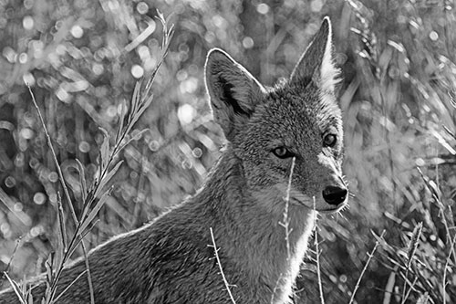 Bashful Coyote Spots Human (Gray Photo)