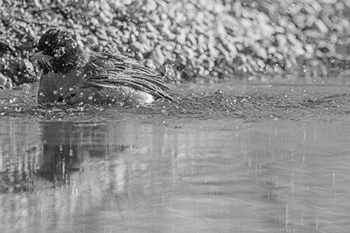 Bathing American Robin Splashing Water Along Shoreline (Gray Photo)