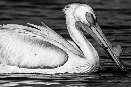 Beak Dipping Pelican Eying Across Lake Water (Gray)