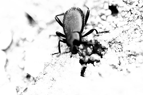 Beetle Beside Dirt Hole (Gray Photo)