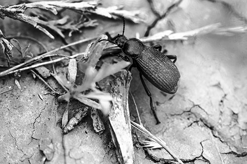 Beetle Searching Dry Land For Food (Gray Photo)