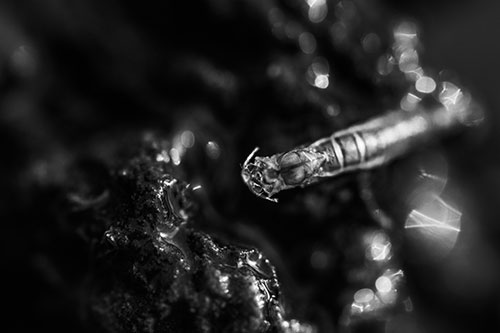 Bent Antenna Larva Slithering Across Soaked Rock (Gray Photo)