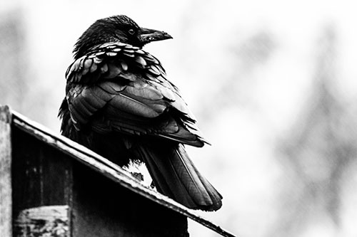 Big Crow Too Large For Bird House (Gray Photo)