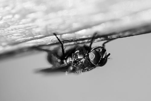 Big Eyed Blow Fly Perched Upside Down (Gray Photo)