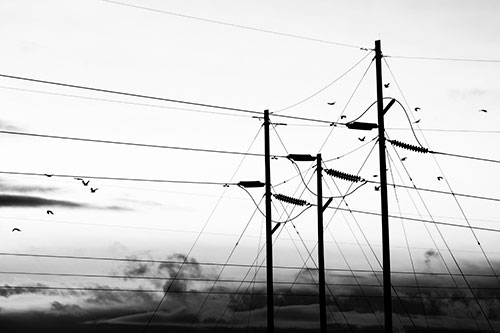 Bird Flock Flying Behind Powerline Sunset (Gray Photo)
