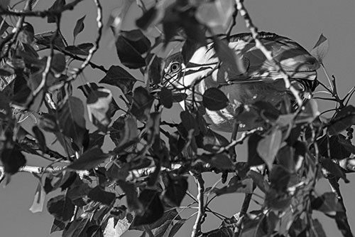 Black Crowned Night Heron Hiding Among Leaves (Gray)